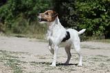 PARSON RUSSEL TERRIER 101